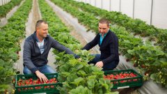 За 2019-а компанията продаде 35 милиона килограма български плодове и зеленчуци