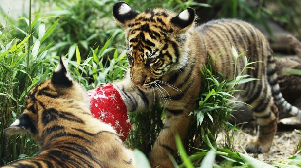 Сидни, Австралия, животните в зоологическата градина Taronga Zoo са получили коледни подаръци като част от редовната програма да се насърчат ловните им способности