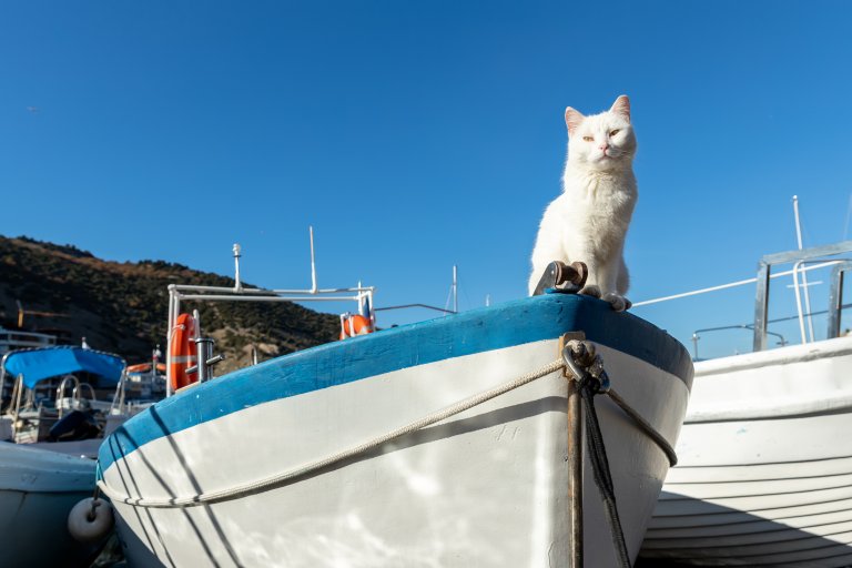 Котките плават с хората от хилядолетия