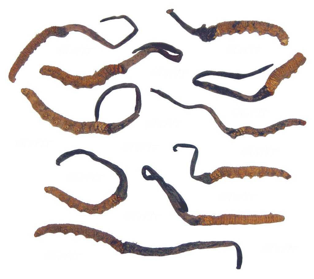 Cordyceps_Sinensis