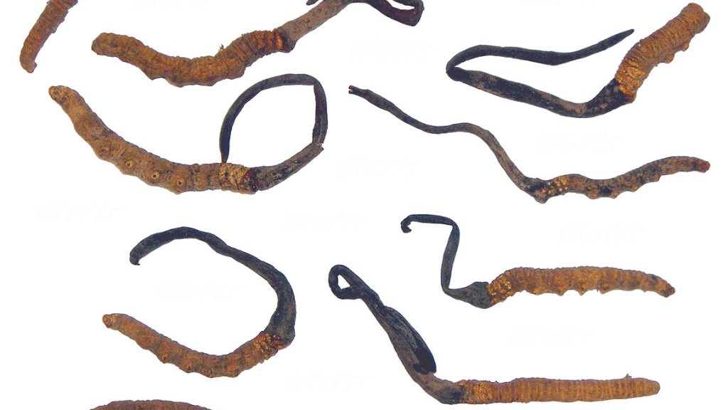 Cordyceps_Sinensis