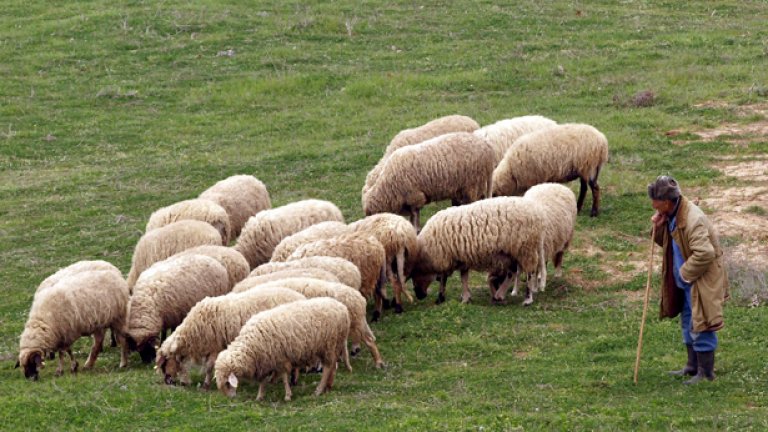 6 май е и празник на овчаря