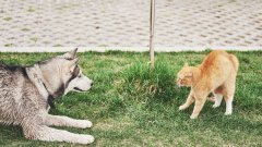 Кой е по-умен - котката или кучето