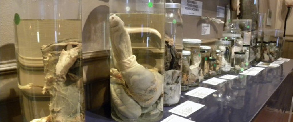 icelanddickmuseum