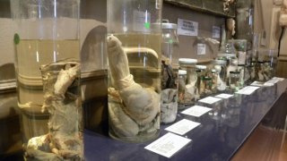 icelanddickmuseum