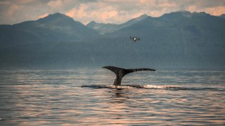 christianmiler_alaska_snotbot-34_1200