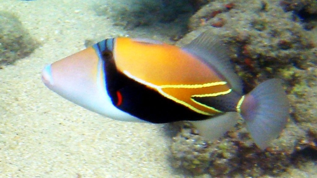 Reef_Triggerfish_1
