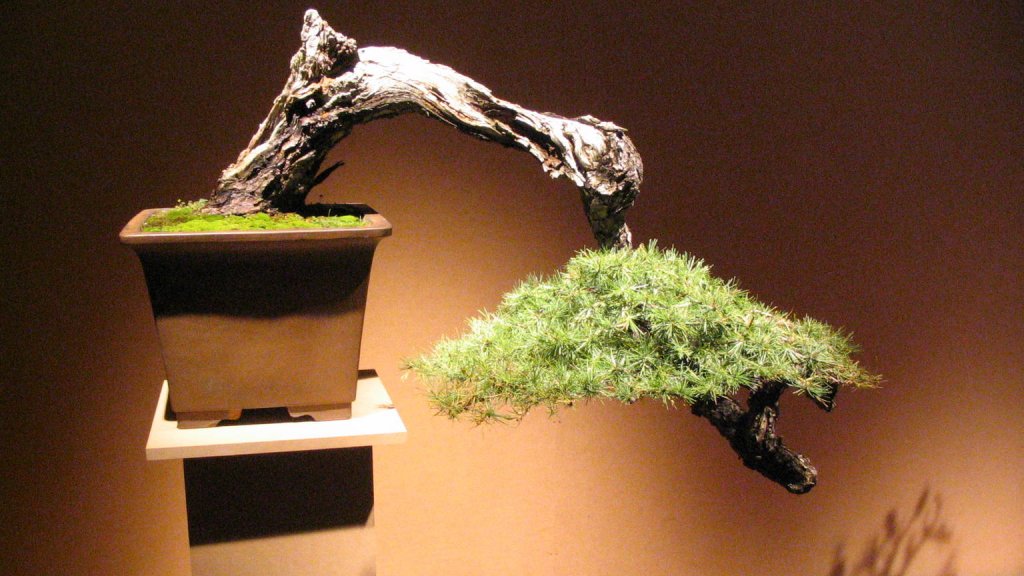 Bonsai_IMG_6402