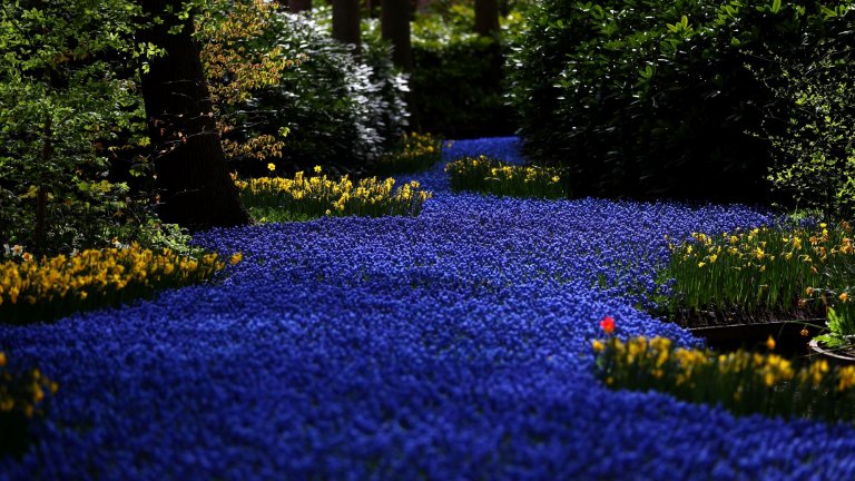 "Кукенхоф" е пълен с невероятно красиви цветни градини.