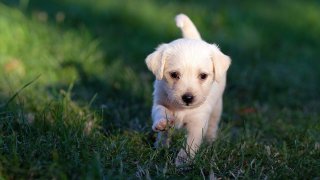 dog-5357794_1280
