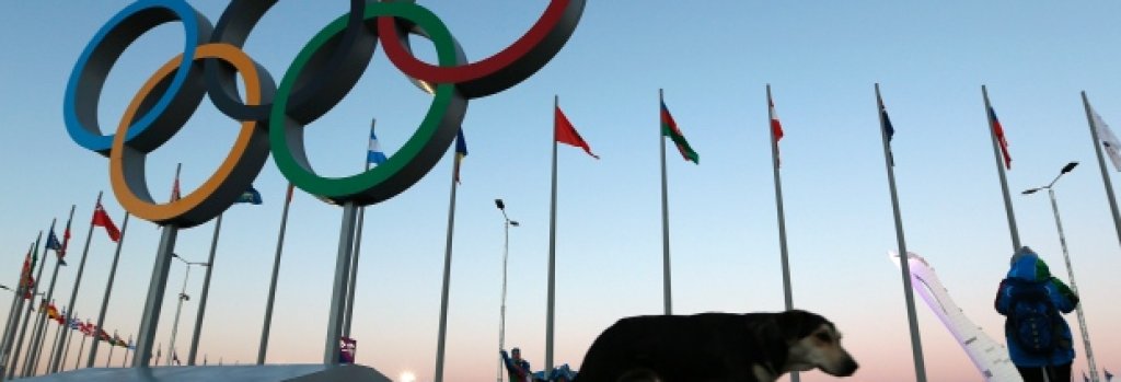 sochi-olympics-stray-dogs