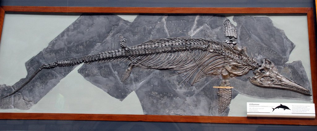 1920px-Ichthyosaurus_communis_in_London