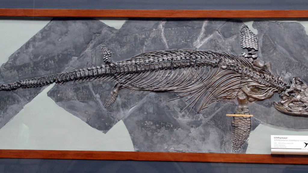 1920px-Ichthyosaurus_communis_in_London