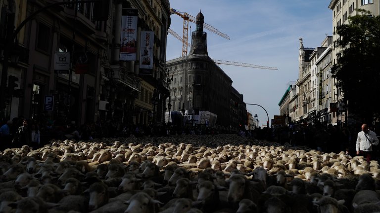 Странната традиция, заради която центърът на Мадрид беше блокиран от хиляди овце (снимки)