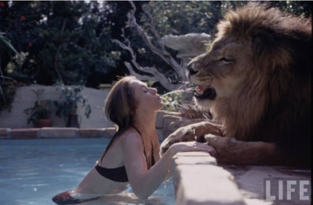 70 души постарадаха, за да създадат холивудския кич "Roar", в който се снима 19-годишната Мелани Грифит и нейното лудо семейство