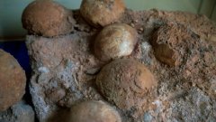  Екипът, който извършвал конструктивни дейности на път в град Хъюан, се натъкнал на 43 фосила на динозавърски яйца, включително 19 напълно запазени.