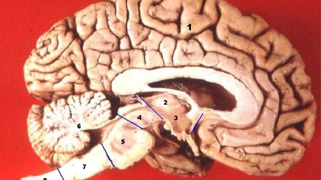 Human_brain_midsagittal_cut_description