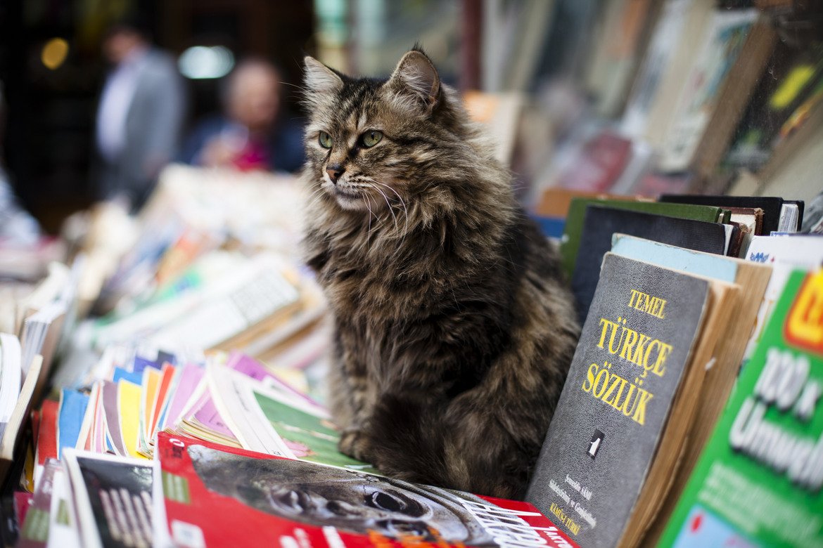 В Истанбул полудивите котки са хранени и са обект на грижи от местните жители. Те са станали част от идентичността на града, като дори наскоро послужиха като тема за актуален документален филм.