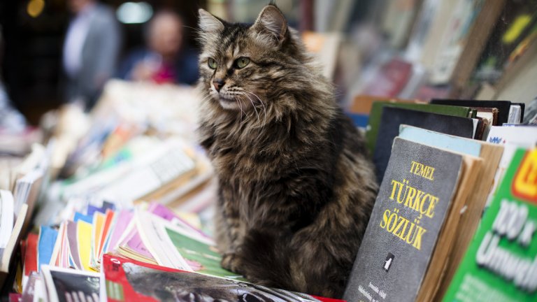 В Истанбул полудивите котки са хранени и са обект на грижи от местните жители. Те са станали част от идентичността на града, като дори наскоро послужиха като тема за актуален документален филм.