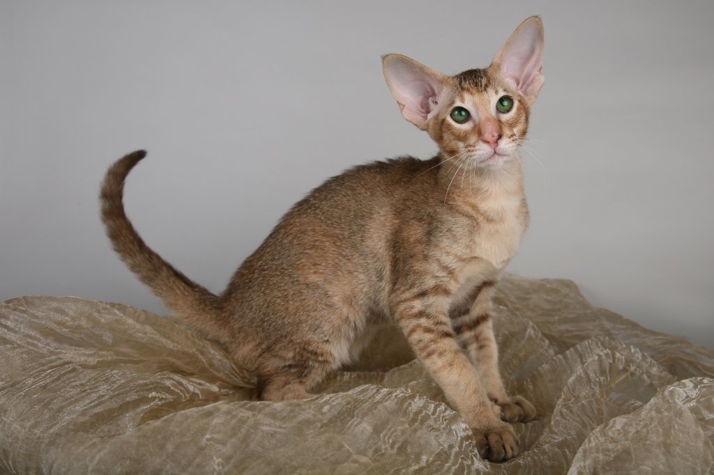 Ориенталска късокосместа коткаТя обича хората и предпочита те да са винаги около нея – така се чувства спокойна. Ориенталската късокосместа котка е чудесен компаньон, който обича и дългите дремки, и игрите със своите стопани. Идилията свършва в момента, в който в уравнението влезе и куче.