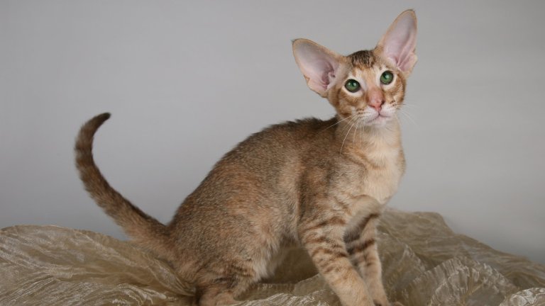 Ориенталска късокосместа коткаТя обича хората и предпочита те да са винаги около нея – така се чувства спокойна. Ориенталската късокосместа котка е чудесен компаньон, който обича и дългите дремки, и игрите със своите стопани. Идилията свършва в момента, в който в уравнението влезе и куче.