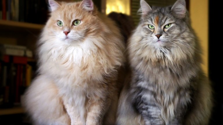 Сибирска коткаСибирската котка е дело на внимателна селекция от страна на руски фелинолози. Затова и попада точно в категорията на дизайнерските котки. Изисква ежедневно ресане и поддръжка, срещу което изглежда величествено и дори леко плашещо.