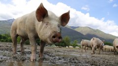 Нови протести срещу БАБХ заради чумата по свинете