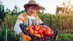 Европейският съюз няма никаква вина, че доматите "не са вкусни"