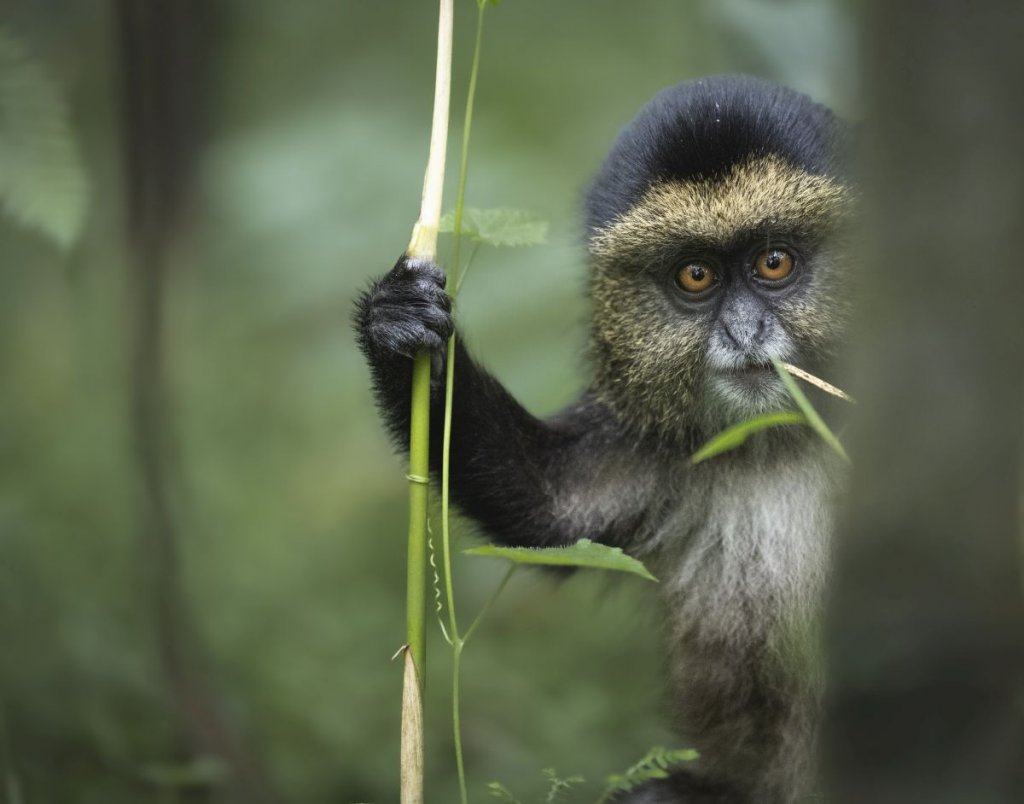 Тазгодишният конкурс Nikon Comedy Wildlife Awards вече започна и може да участвате в него. В галерията може да се вдъхновите с невиждани снимки от миналогодишното издание: