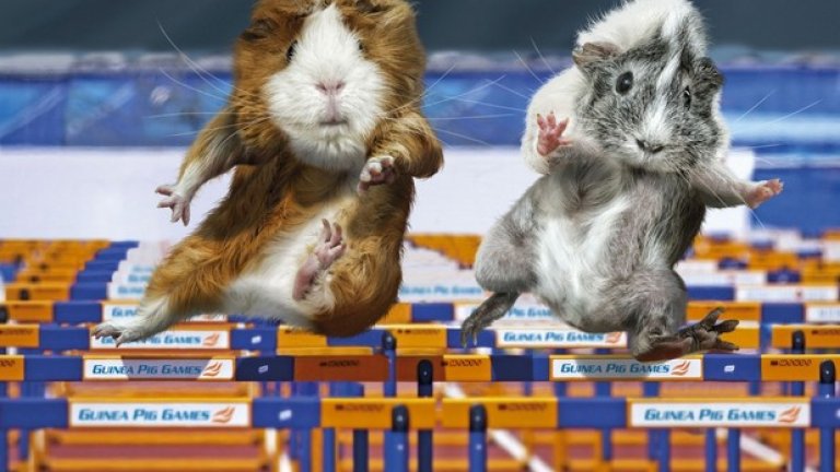 ...Какви ли щяха да бъдат спортните коментари?