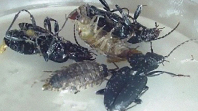 Мъртви насекоми, пълни с кокаин