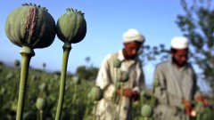 Войната в Афганистан си върви, САЩ планират изтегляне, а производството на опиум расте ли, расте... 
