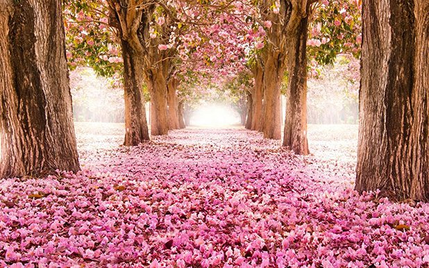 Цветен тунел от цъфнали дървета