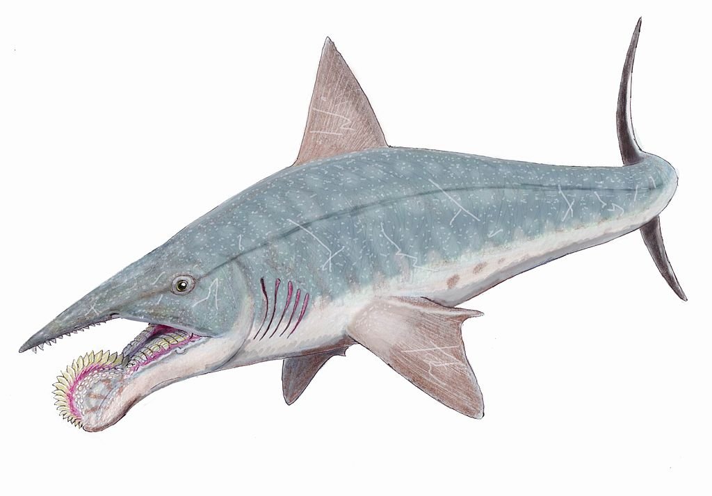 1024px-Helicoprion_bessonovi1DB