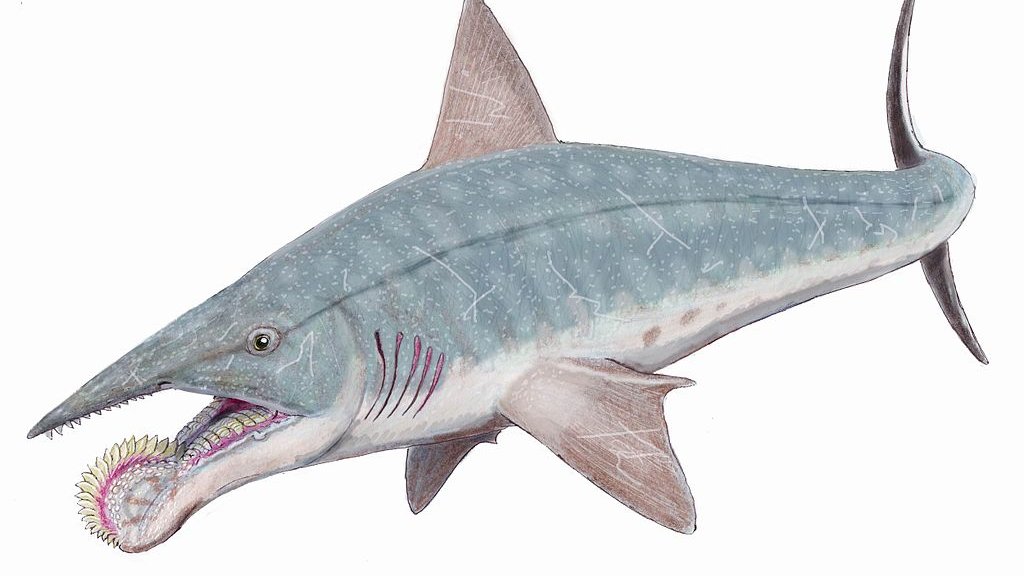 1024px-Helicoprion_bessonovi1DB