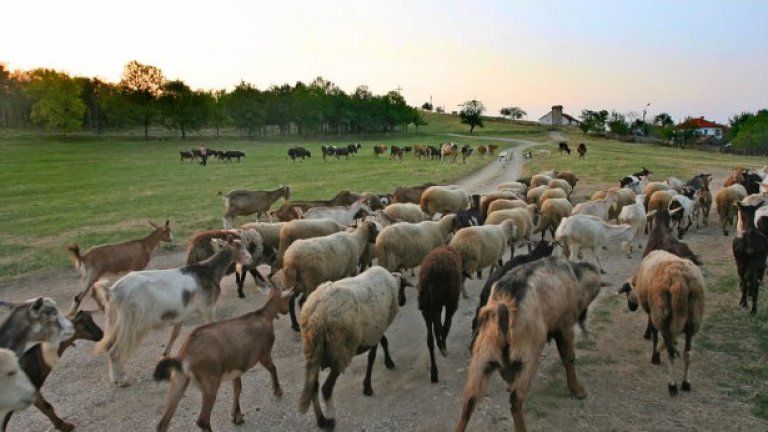 Към днешна дата са унищожени по хумамен начин 200 кози, 2 говеда и 5 овце, съобщиха от БАБХ