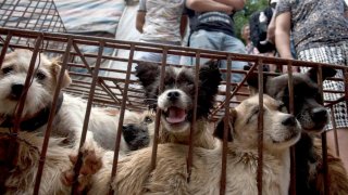 Кога Китай най-сетне ще забрани фестивала на кучешкото месо