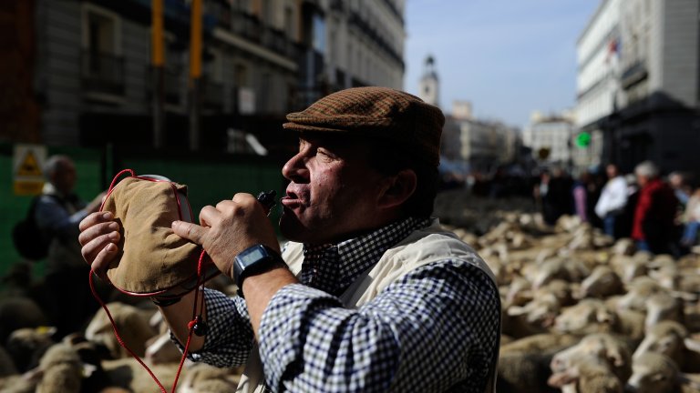 Странната традиция, заради която центърът на Мадрид беше блокиран от хиляди овце (снимки)