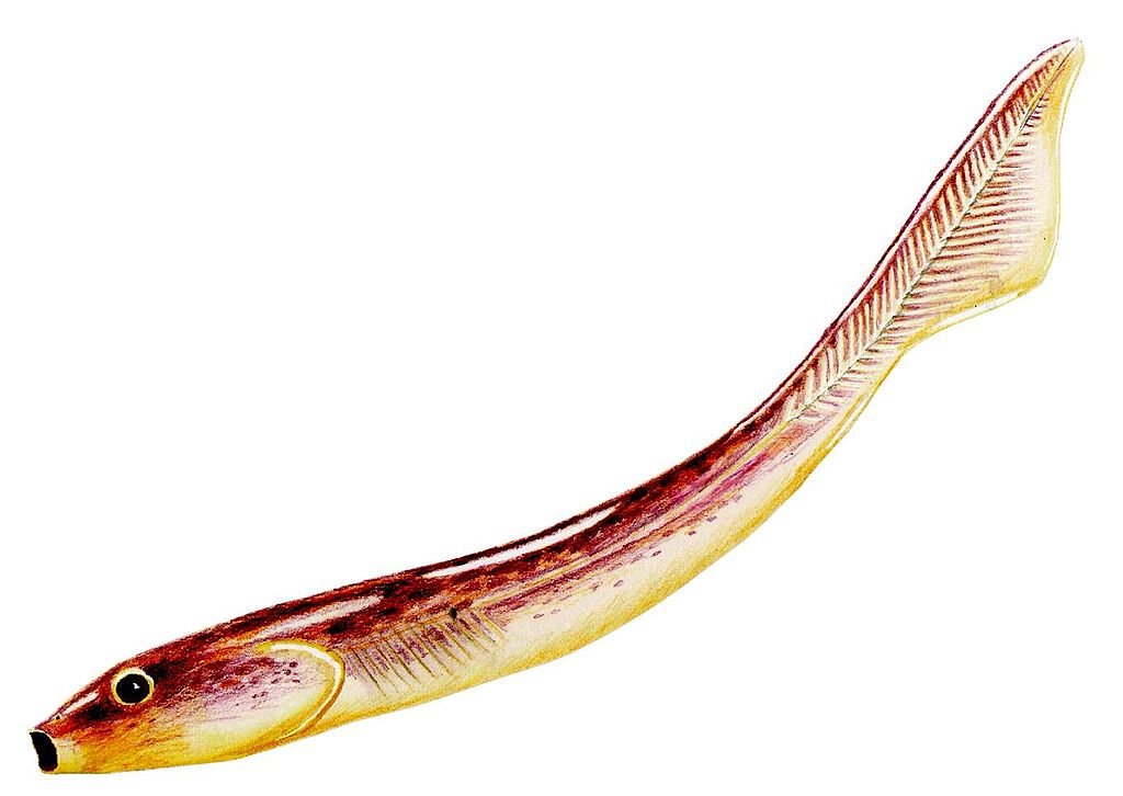 1024px-Palaeospondylus