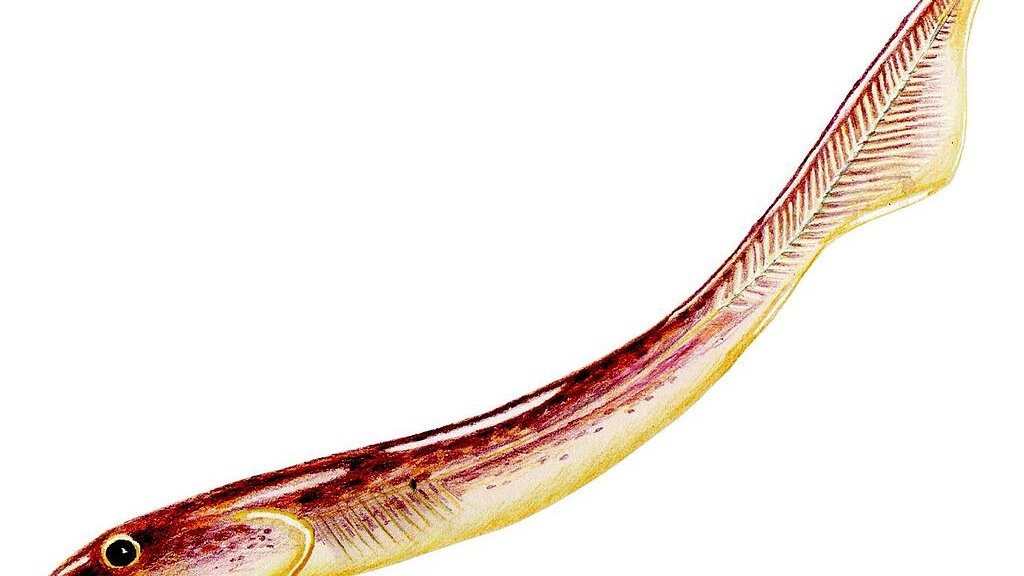 1024px-Palaeospondylus