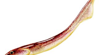 1024px-Palaeospondylus