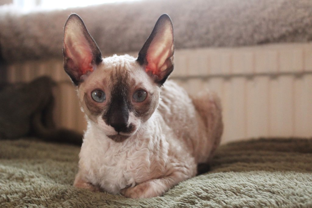 Корниш рексТази порода обожава вниманието, галенето, игрите. Любопитна е до безобразие и трудно остава собствениците си на мира, без да провери какво вършат точно в момента. Само че ако говорим за кучета, не само не е любопитна, а е и нескрито агресивна и ревнива.