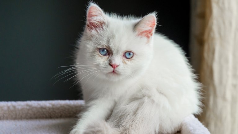 МинуетМинует понякога е наричана и „Котка-Наполеон“, защото е доста суетна. Кръстоска е между персийска котка и късокраките мънчкин. Отличава се с кремава козина и яркосини очи, както и със спокоен нрав. Минует е порода, подходяща за домове с малки деца.