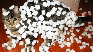 Cat_demonstrating_static_cling_with_styrofoam_peanuts_upscayled_4x
