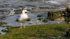 Все по-горещите лета са причината за извънредния цъфтеж на растенията