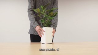 саксия, смартфон