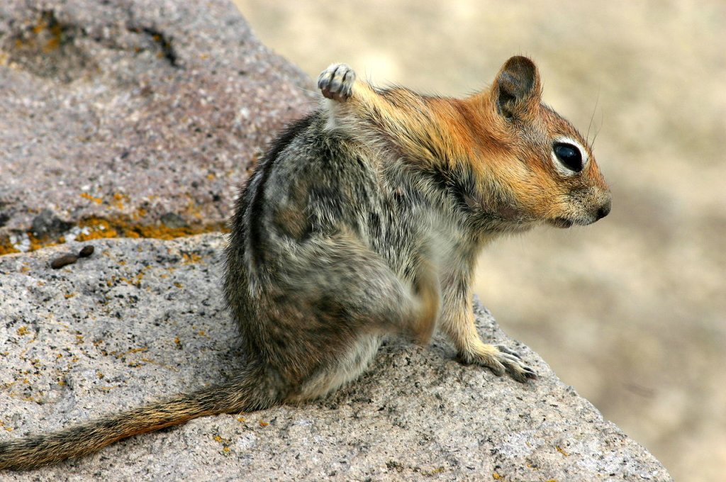 1280px-Squirrel_Scratching_the_Armpit_with_its_Hindlimb