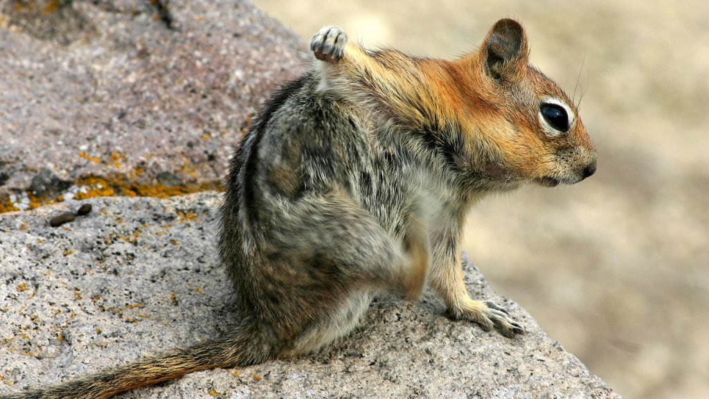 1280px-Squirrel_Scratching_the_Armpit_with_its_Hindlimb