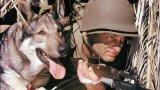 Историята на животните, които активно служат фронта по време на Втората световна война, е трогателна
