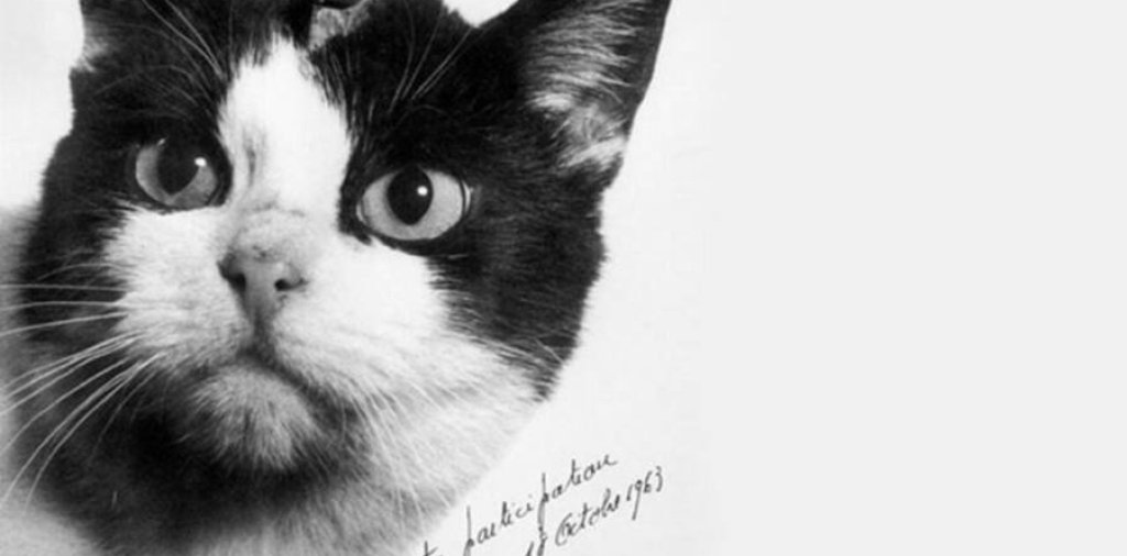 felicette